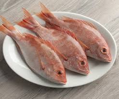 Snappers Fish
